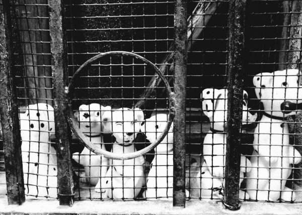 Una fotografia un po' surreale di una cucciolata di Dalmata dietro le sbarre. In realtà sono pupazzi di gomma e lue sbarre sono le inferiate di una casa. La foto è stata scattata a Venezia in Italia. Fotografa: Annett Siviglia-Mann